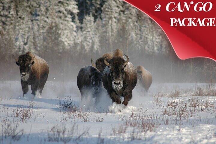 Yellowstone & Grand Teton National Parks Winter Tour 5-Day - Photo 1 of 25